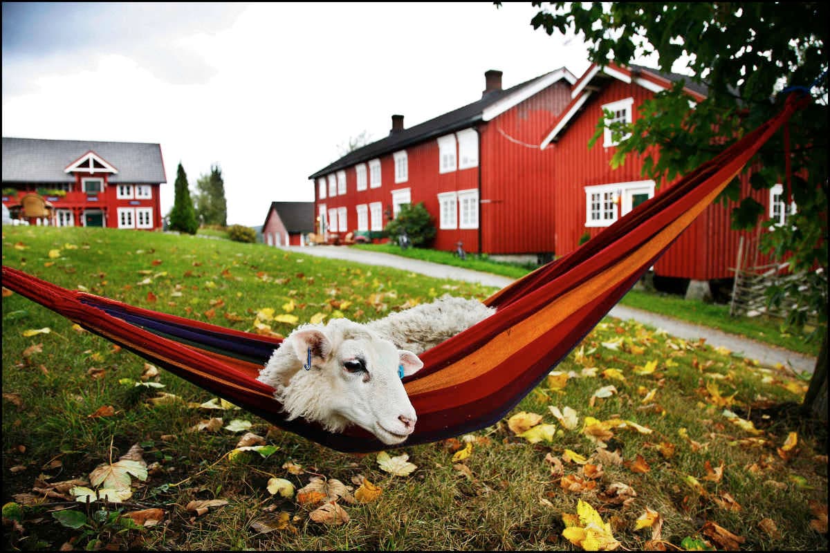 Berg Gård og Inderøy Brenneri