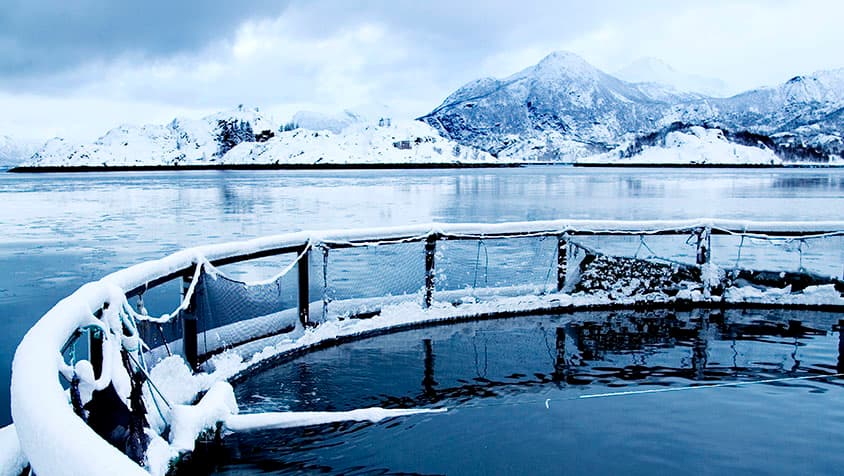 Sigerfjord Fisk AS
