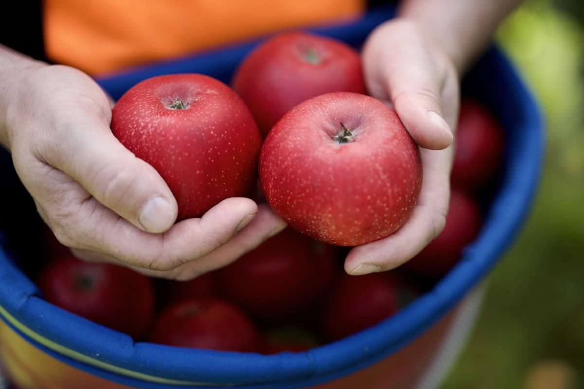 Fuglestein Frukt og Sideri