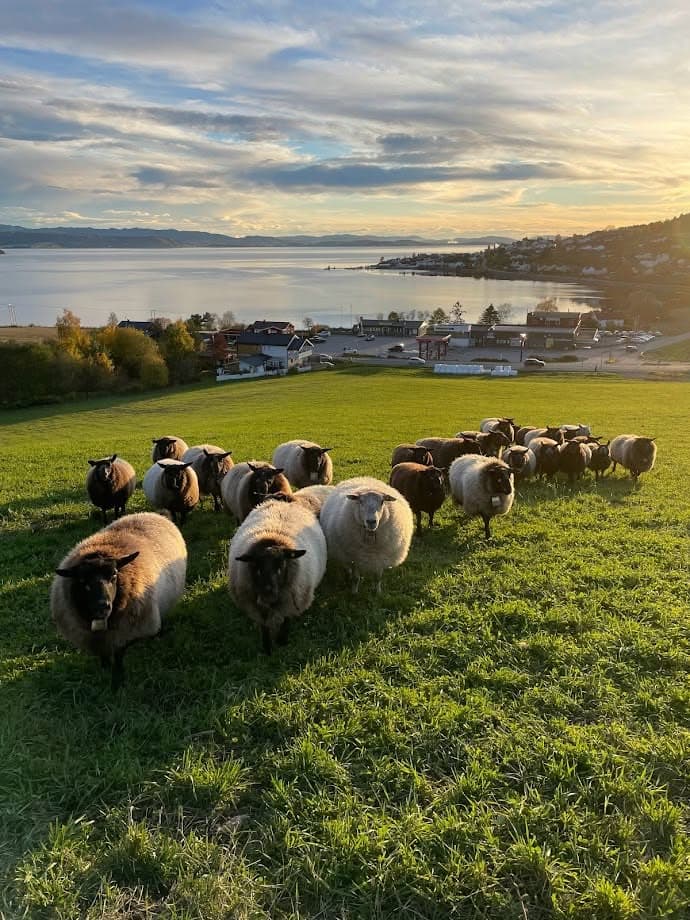 NerSalberg
