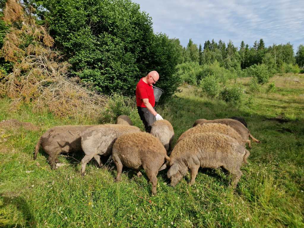 NerSalberg