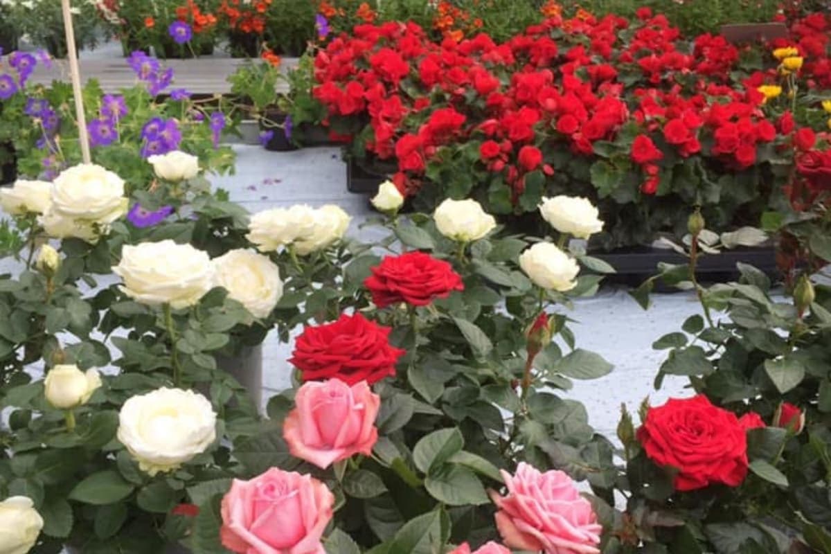 Ystgård gartneri og blomster as