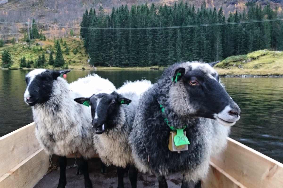 Fjellfell